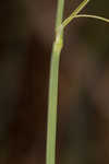 Barratt's sedge